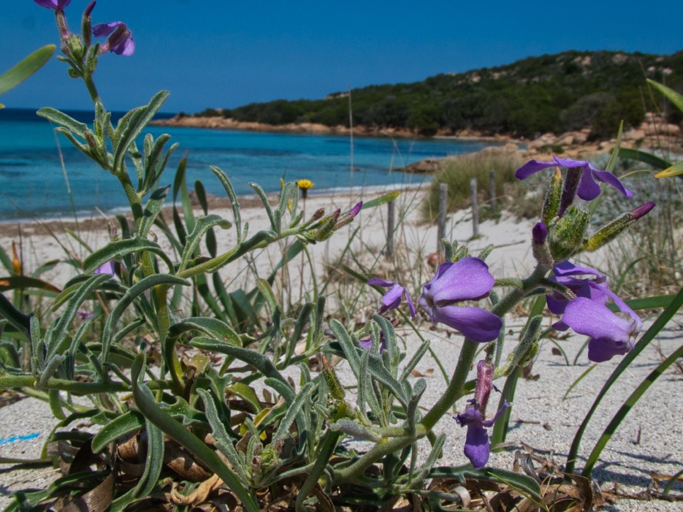 Spiaggia Grande Pevero, Porto Cervo