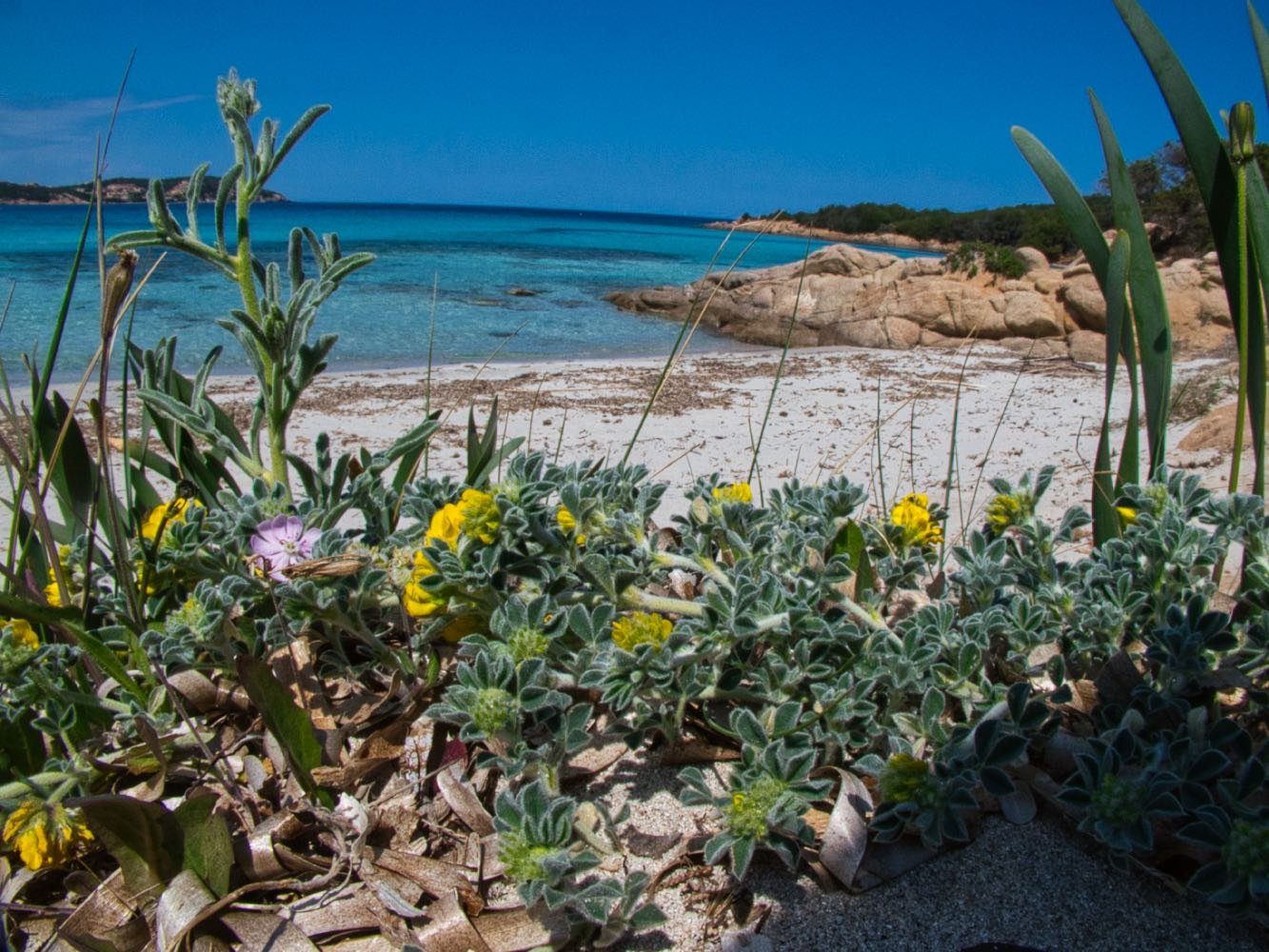 Spiaggia Grande Pevero, Porto Cervo