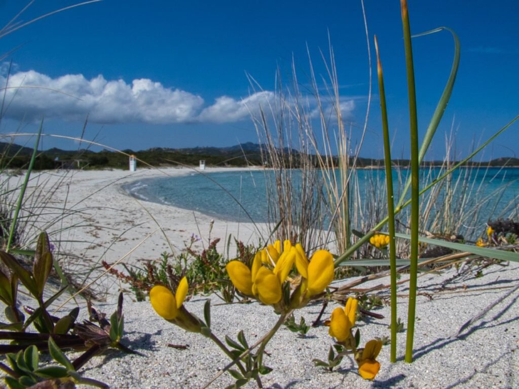 Spiaggia Rena Bianca, Olbia