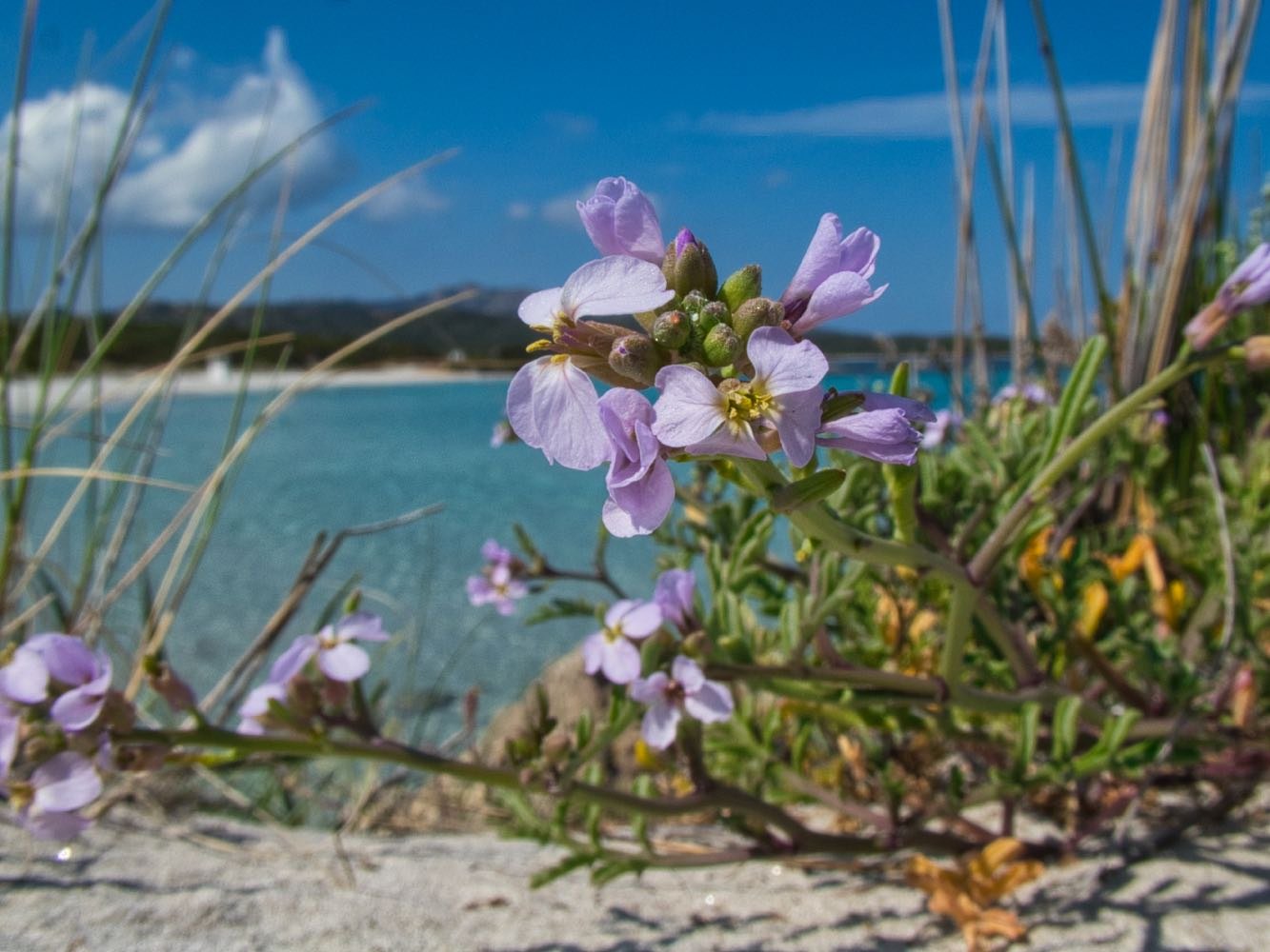 Spiaggia Rena Bianca, Olbia