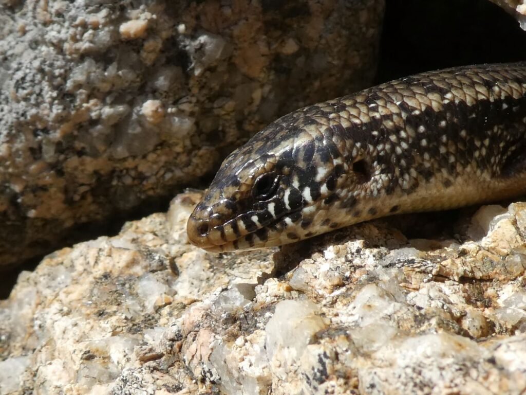 Alla Scoperta del Gongilo Sardo