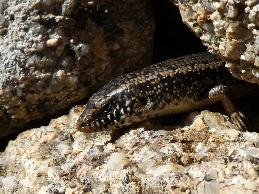 Alla Scoperta del Gongilo Sardo