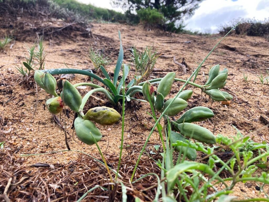 Autunno in Sardegna Stagione da Scoprire