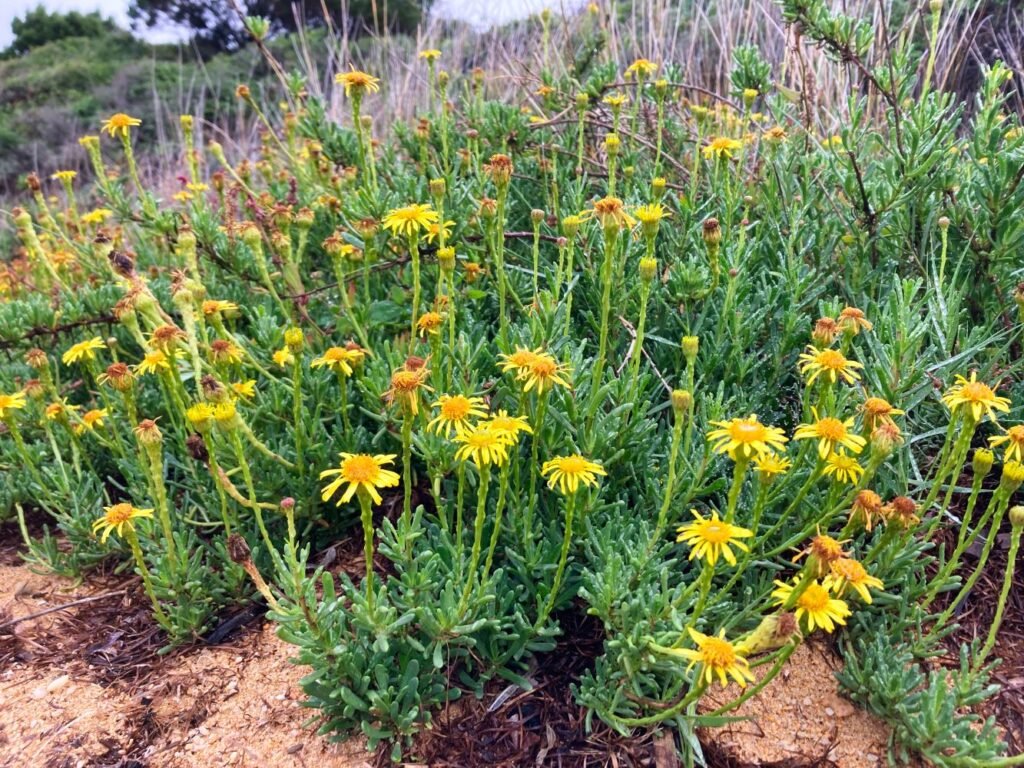 Autunno in Sardegna Stagione da Scoprire