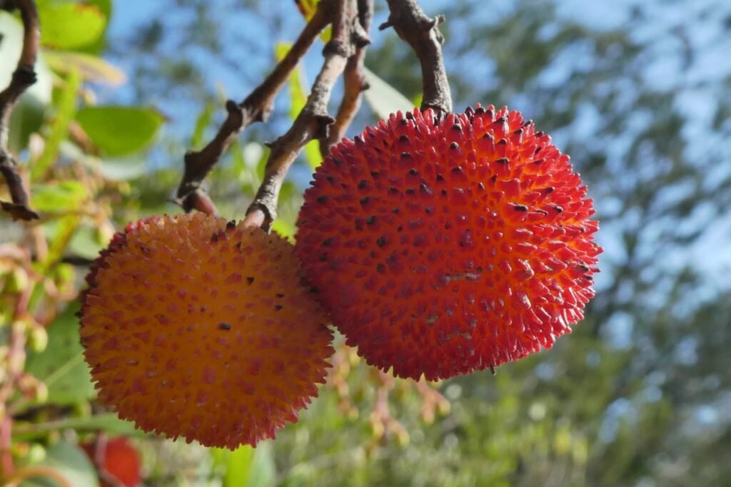 Il corbezzolo in Sardegna