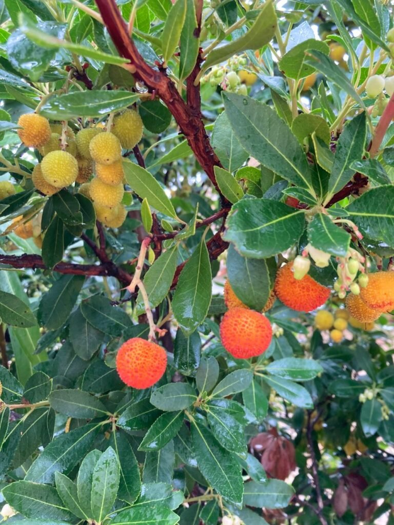 il corbezzolo in Sardegna